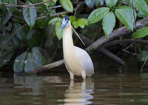 Reserva Nacional Tambopata 244.jpg